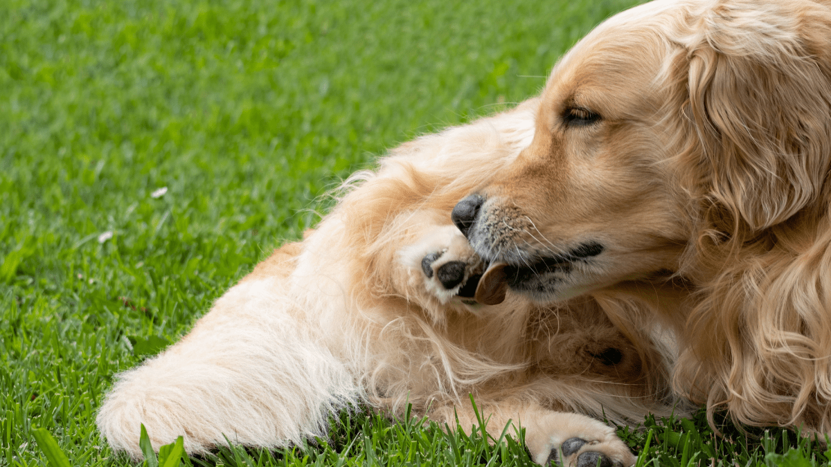 Excessive Licking