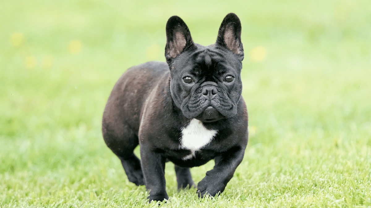 French Bulldog