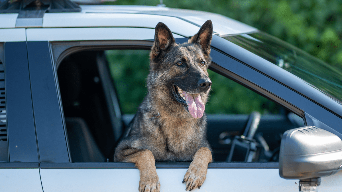 German Shepherd