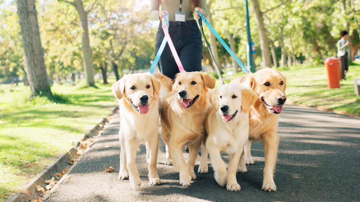 Golden Retriever