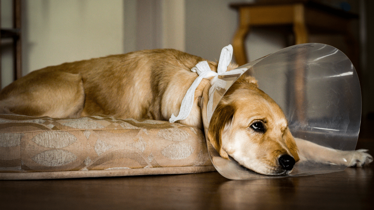 Heartworm Disease