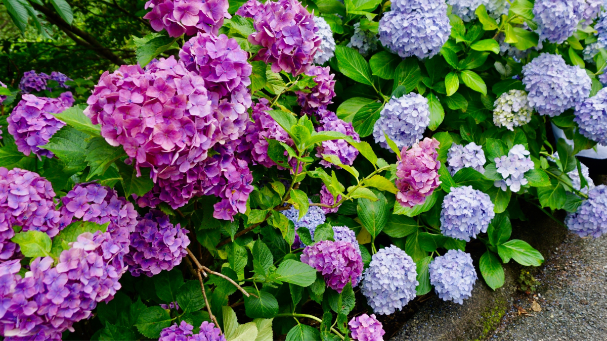 Hydrangeas