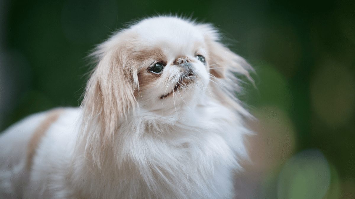 Japanese Chin