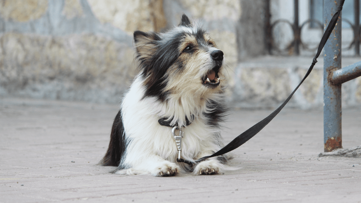Kennel Cough