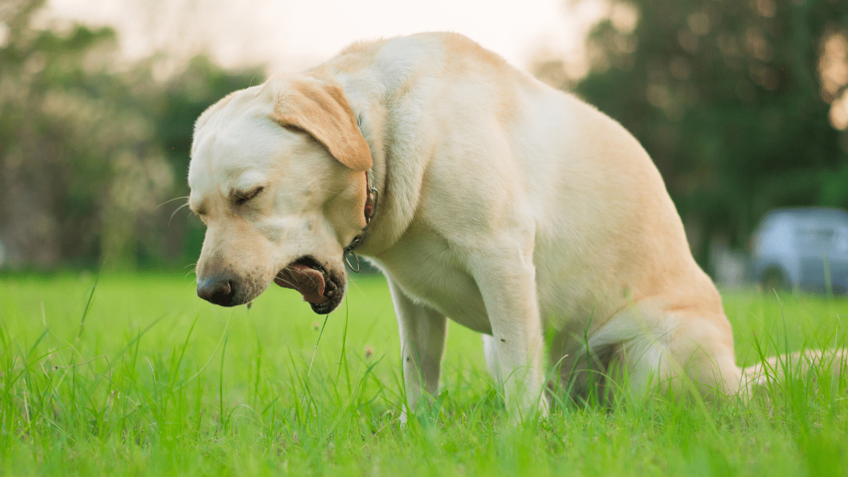 Kennel Cough