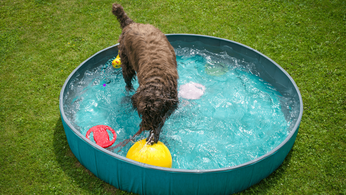 Kiddie Pools For Dogs