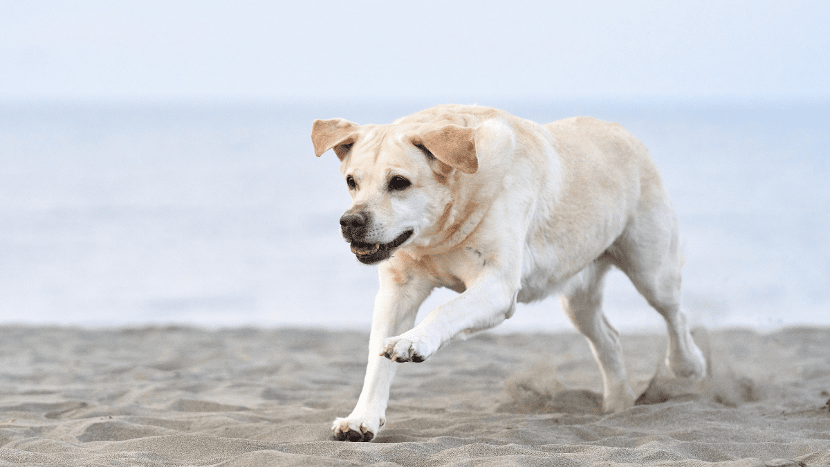Labrador Retriever