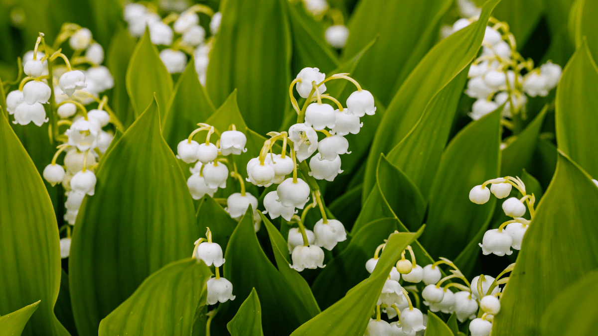 Lily of the Valley