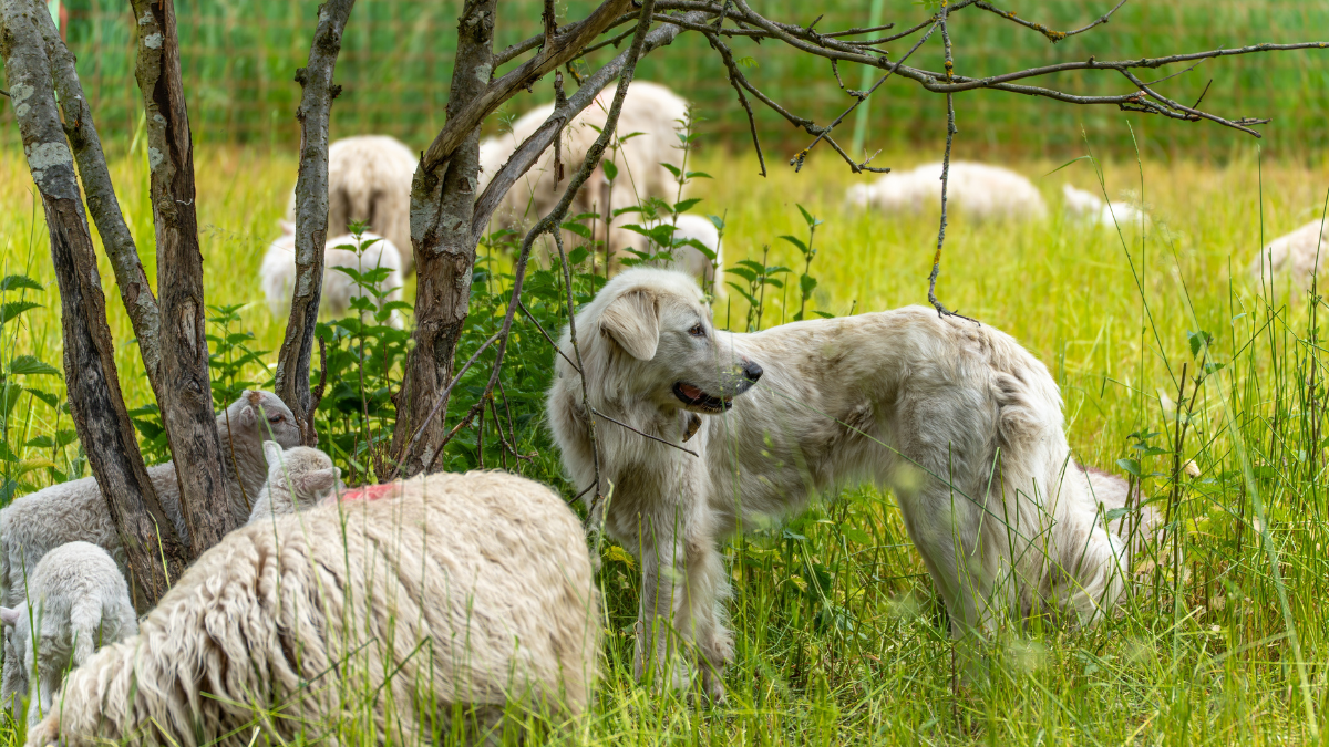 Livestock Protectors