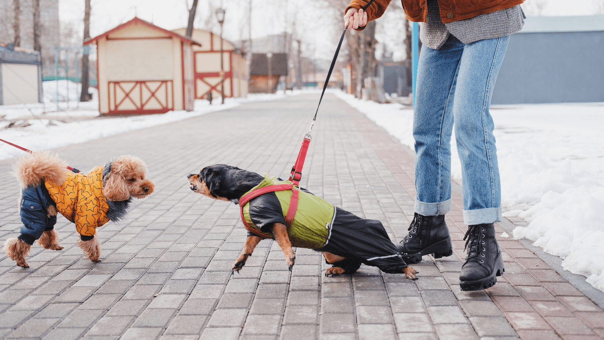 Meeting New People or Pets