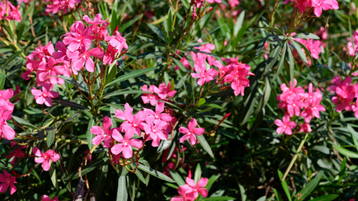 Oleander