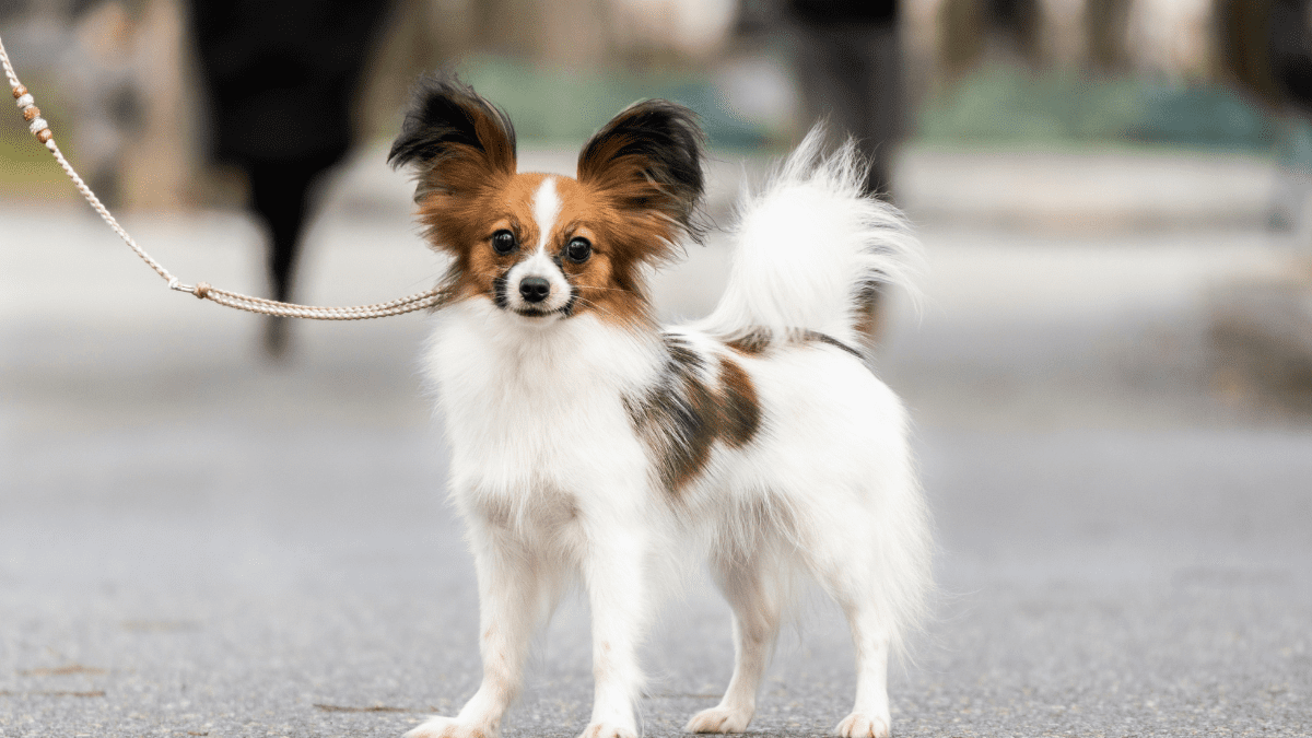 Papillon