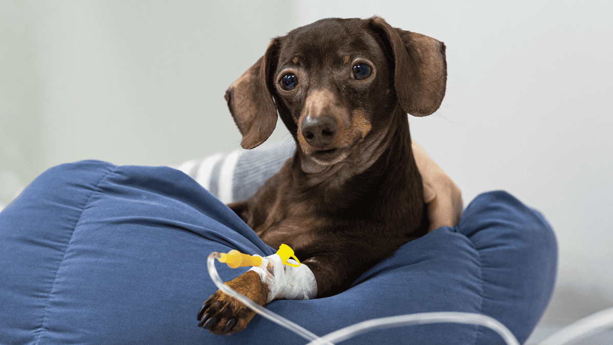 Parvovirus