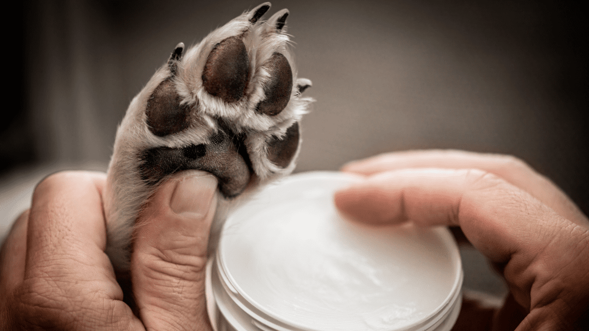 Paw Balm
