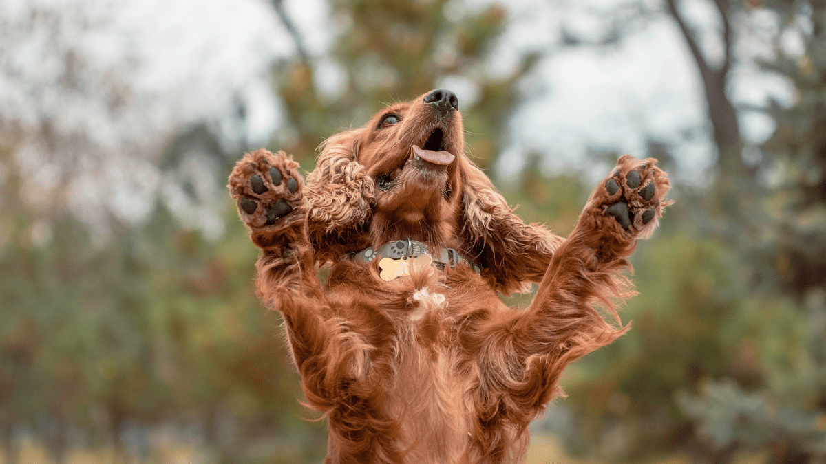 Paws Up