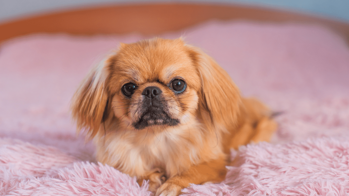 Pekingese