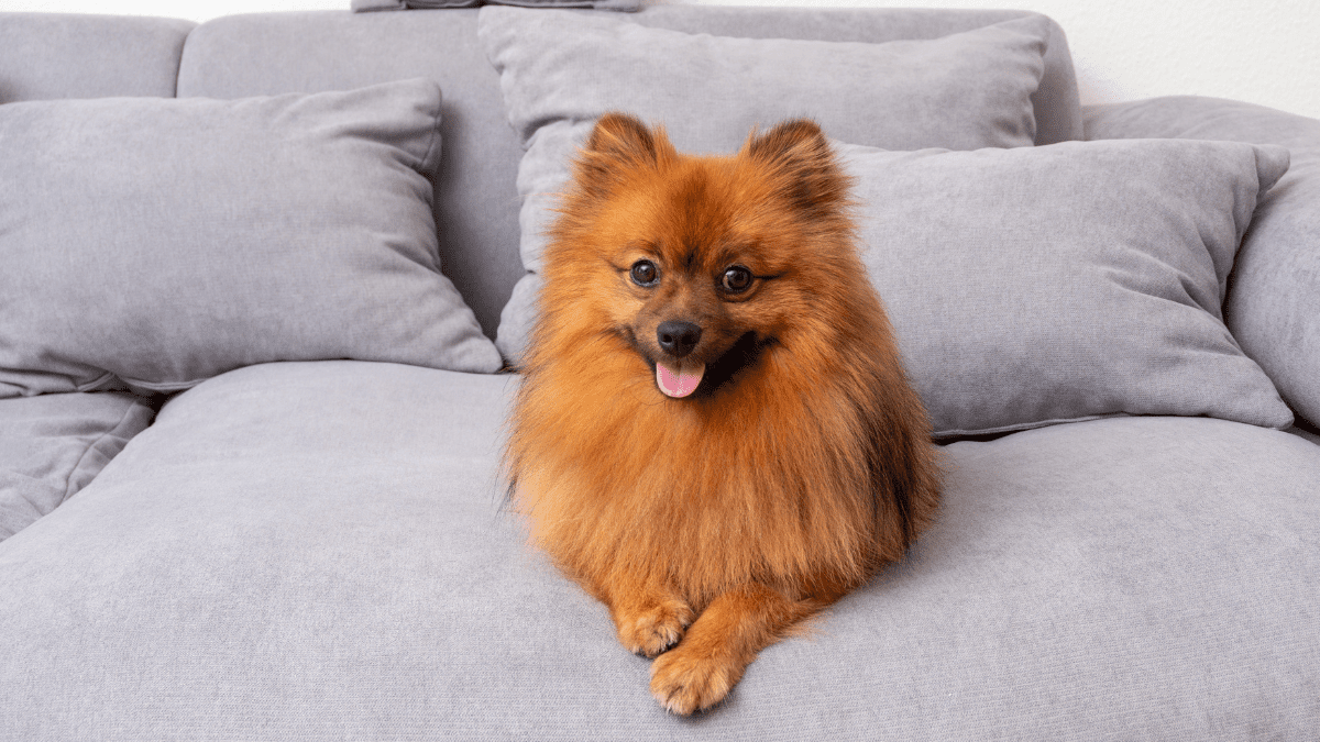 Pomeranian