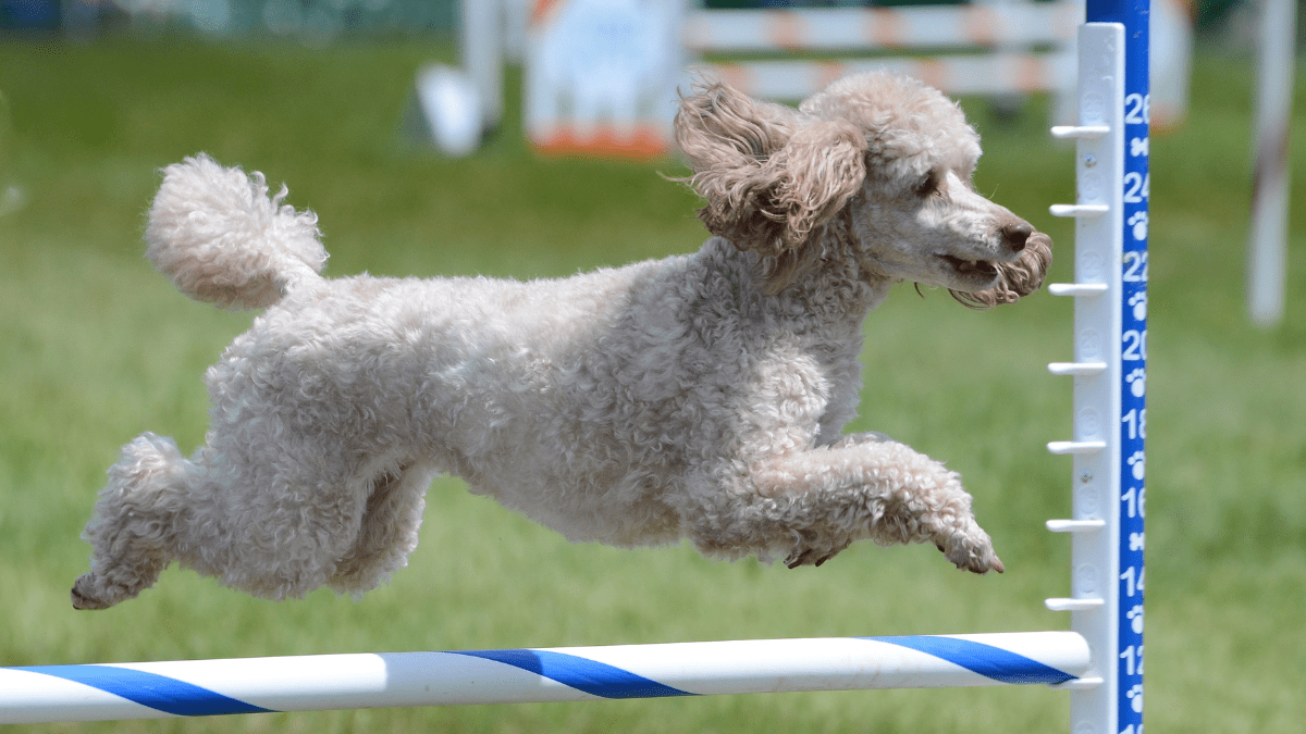 Poodle