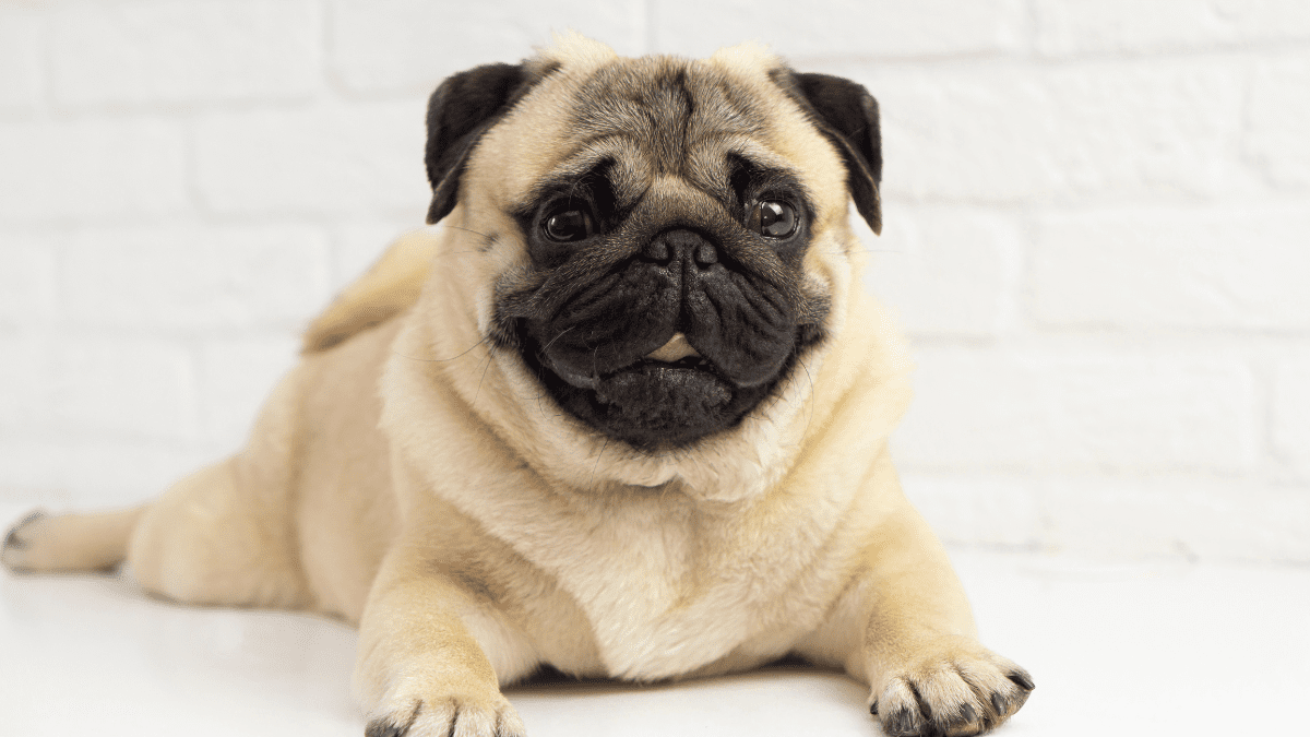 Pugs