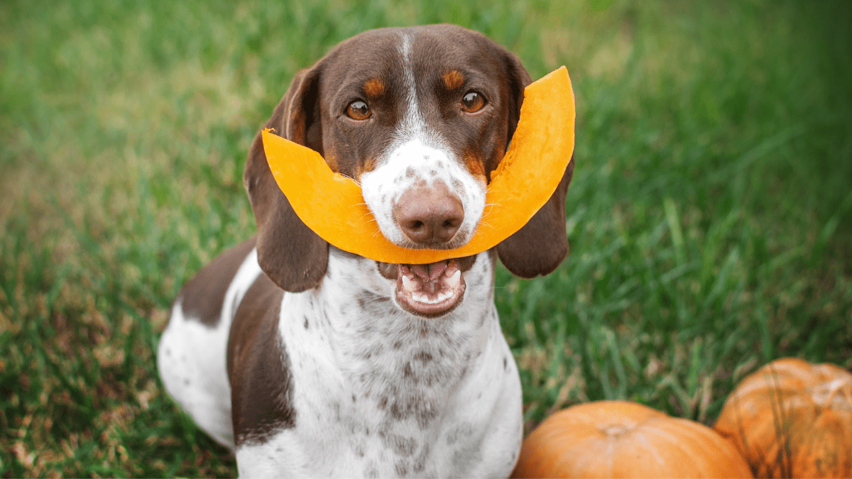 Pumpkin