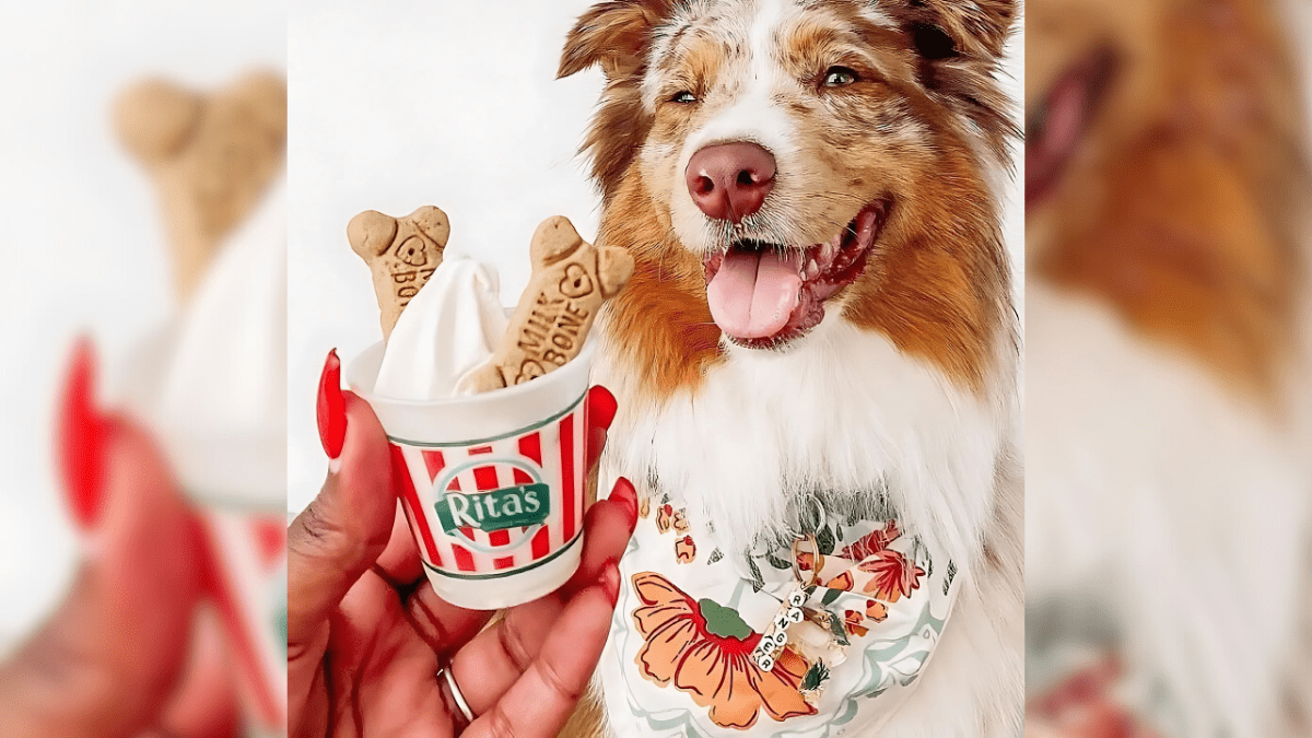 Ritas Ice Pup Cup
