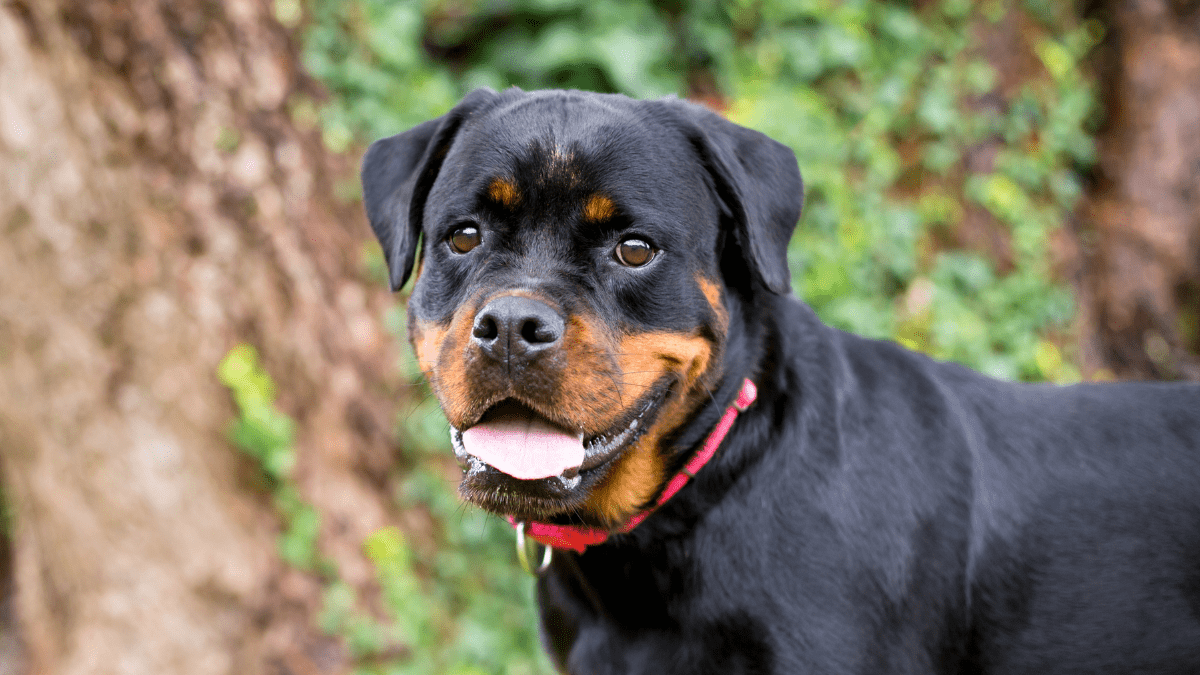 Rottweiler