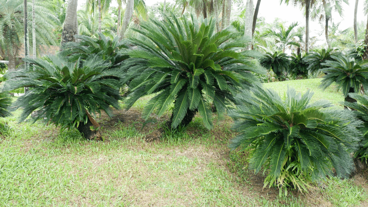 Sago Palm 1