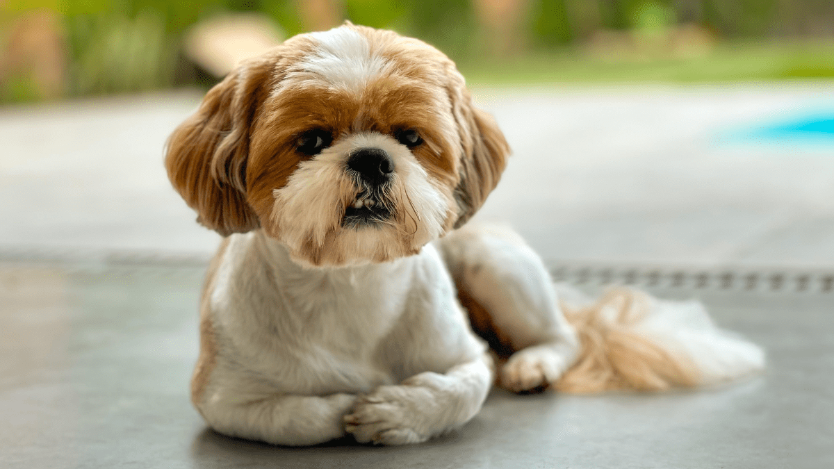 Shih Tzu