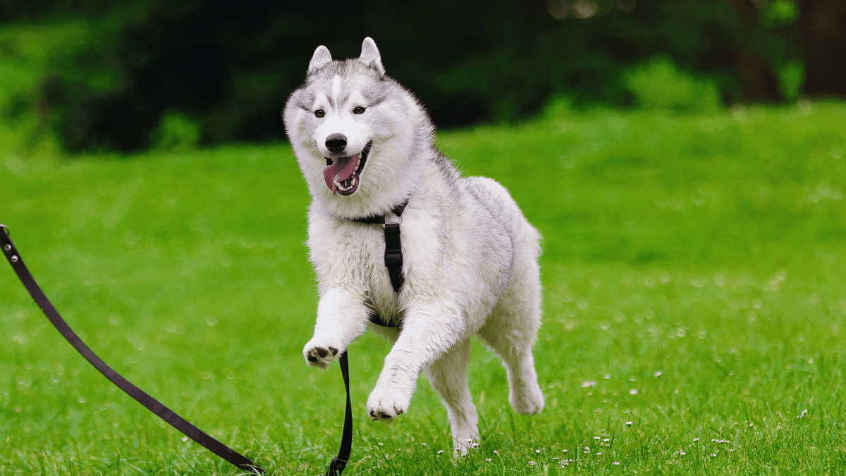 Siberian Husky