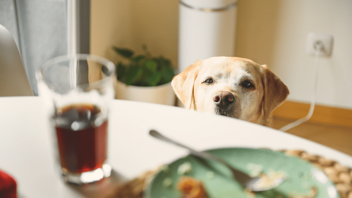 Skip the Table Scraps