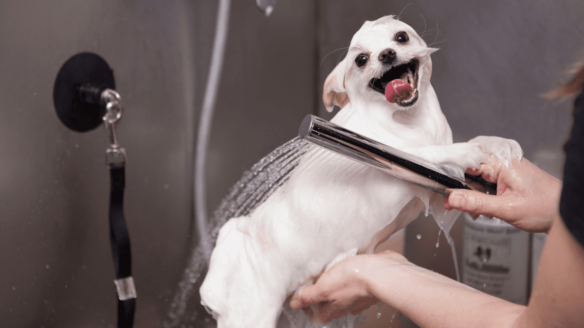 Stick to a Grooming Schedule