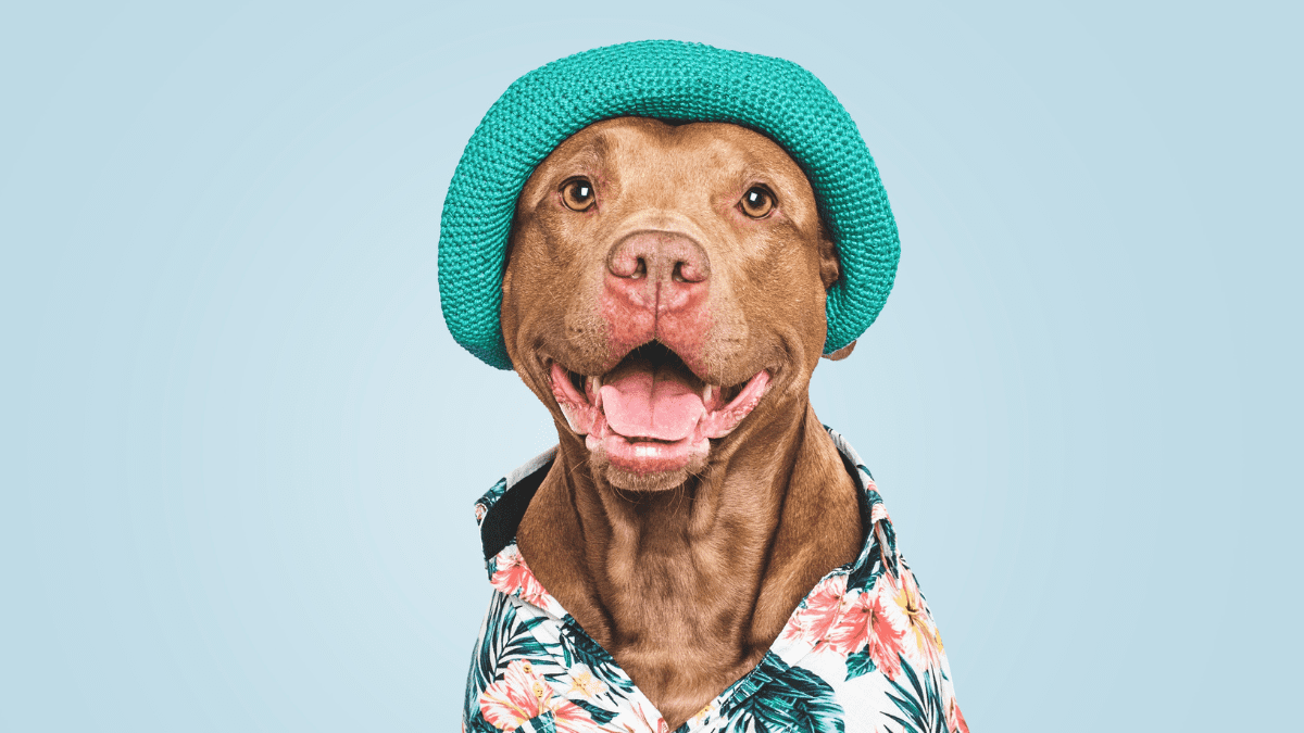 Sun Shirt For Dogs With Thin Coats