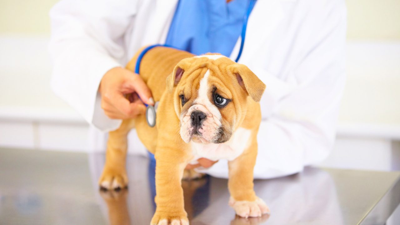 The 10 Dog Diseases That Begin with a Cough