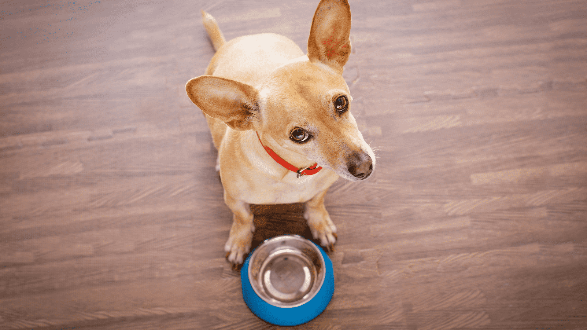The 10 Dog Friendly Superfoods Hiding in Your Kitchen 1