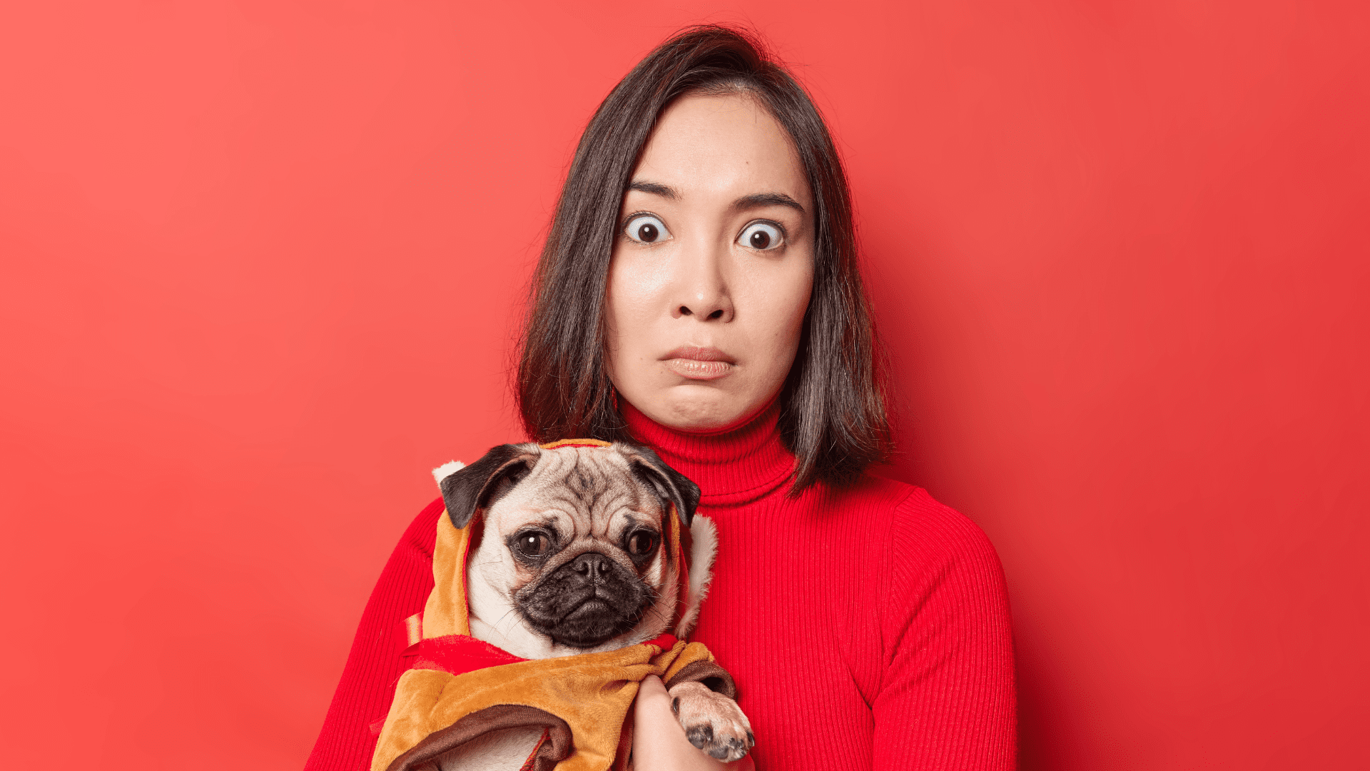 The 10 Dog Myths You Still Believe But Shouldnt
