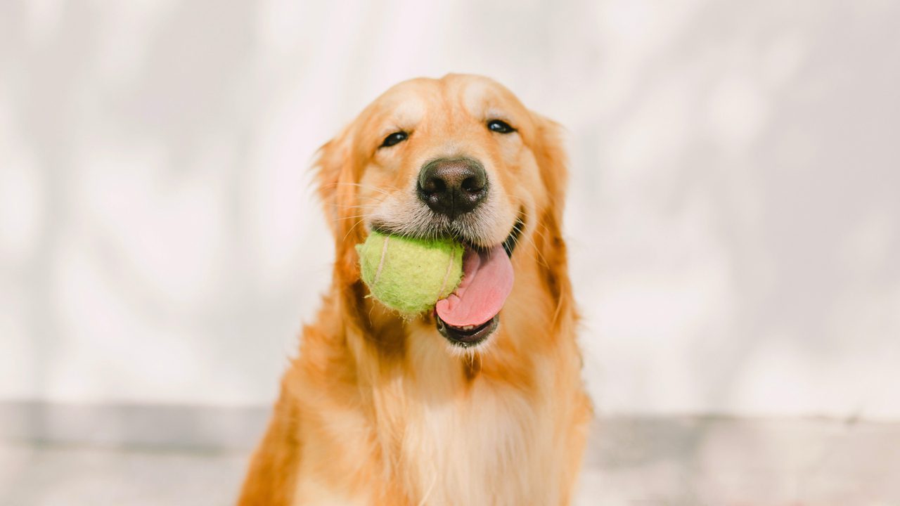 The 10 Fascinating Ways Dogs Experience the World Differently