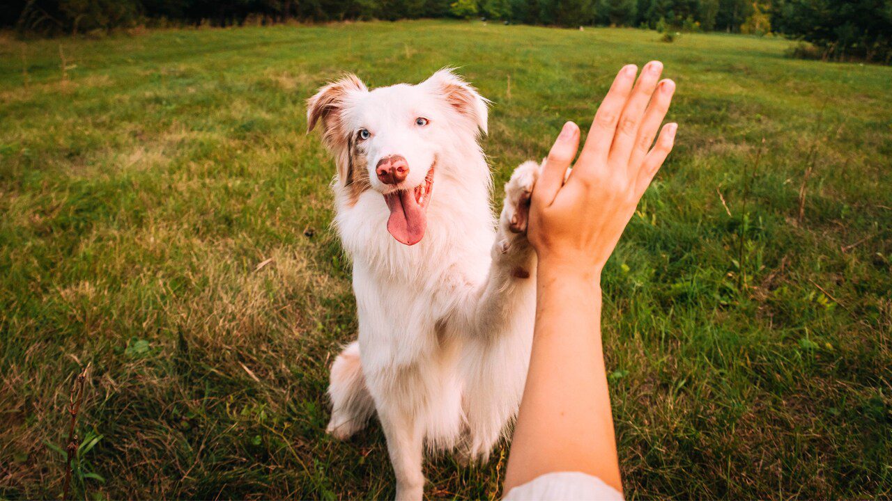 The 10 Fun and Easy Tricks That Will Bring You and Your Dog Closer
