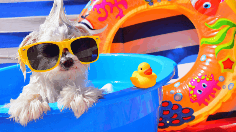 The 10 Genius Summer Products Your Dog Will Love