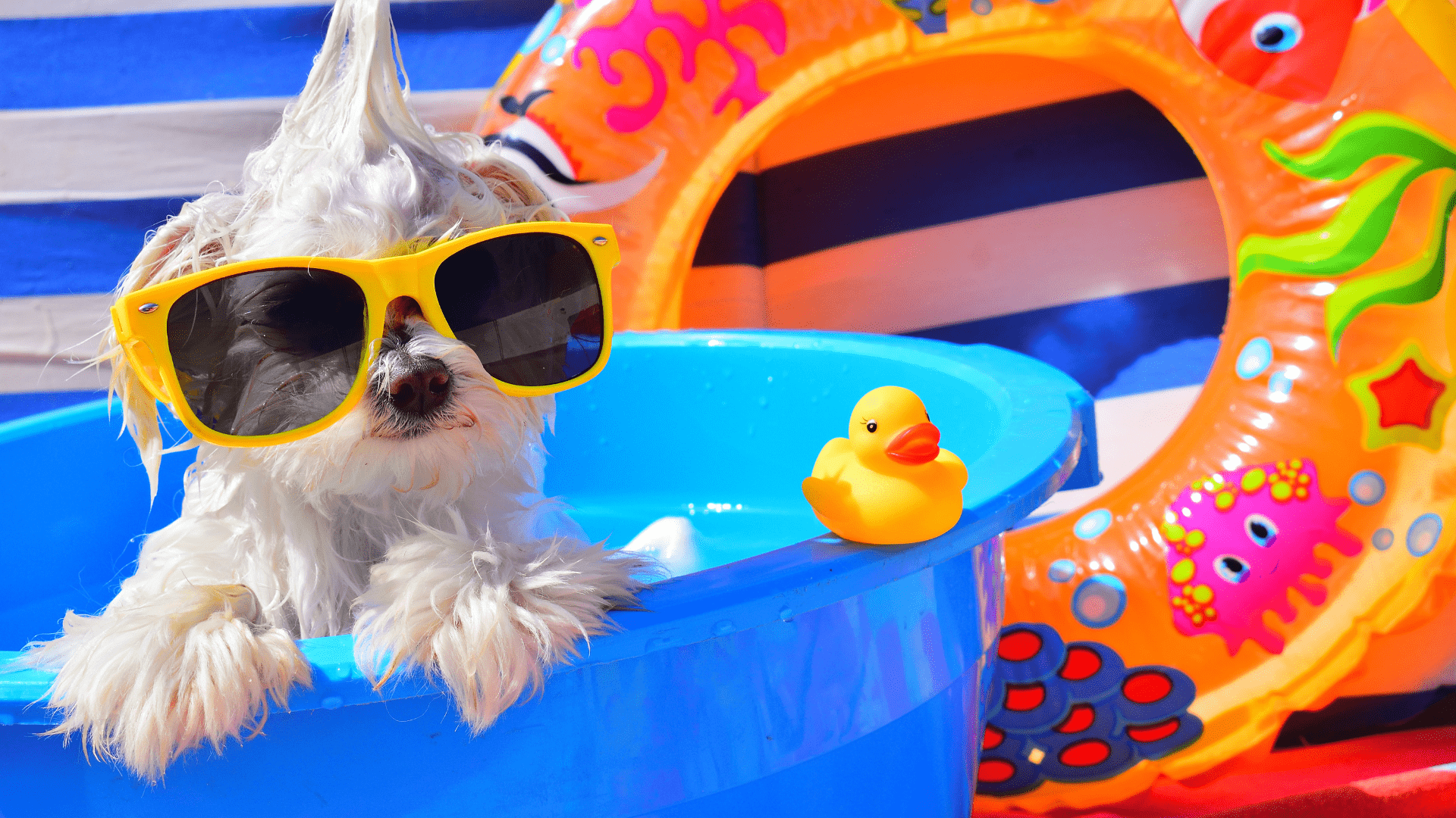 The 10 Genius Summer Products Your Dog Will Love