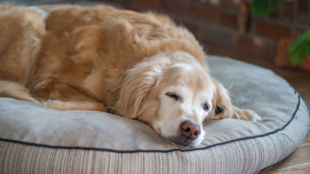 The 10 Quiet Signs Your Dog Is Getting Older