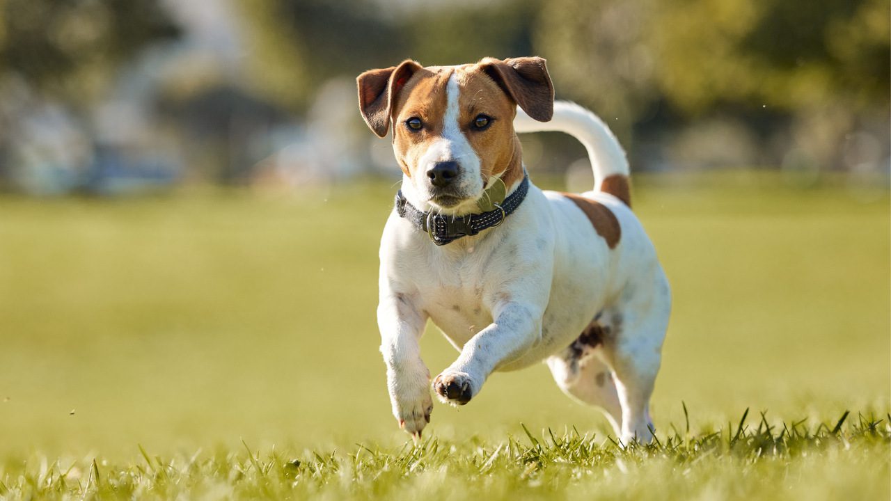 The 10 Scary Dog Park Dangers You Need to Watch For