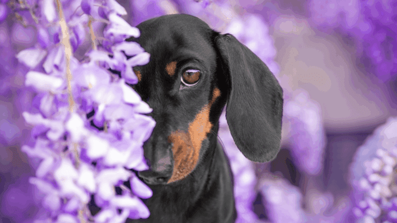 The 10 Sneaky Plants That Could Harm Your Dog While Traveling