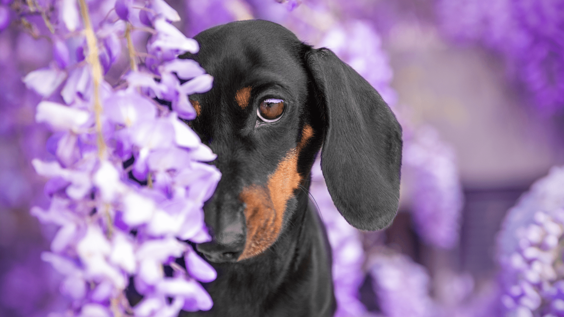 The 10 Sneaky Plants That Could Harm Your Dog While Traveling