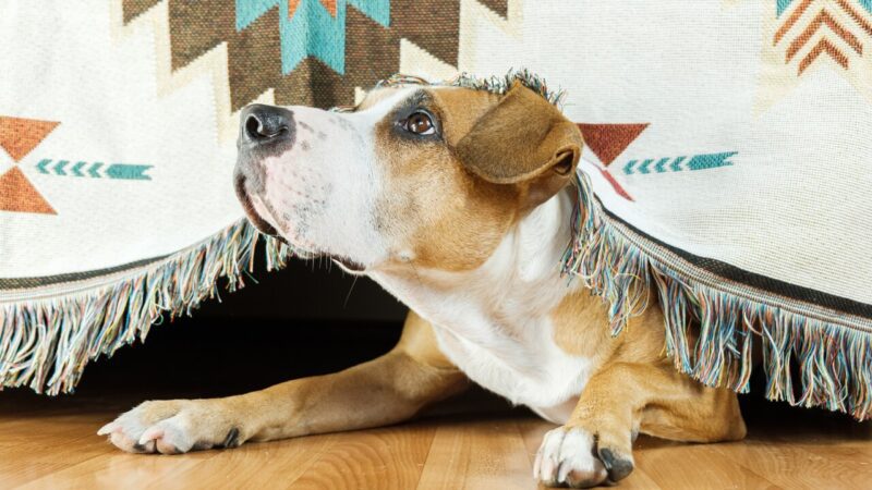 The 10 Things That Could Be Triggering Your Dog’s Anxiety
