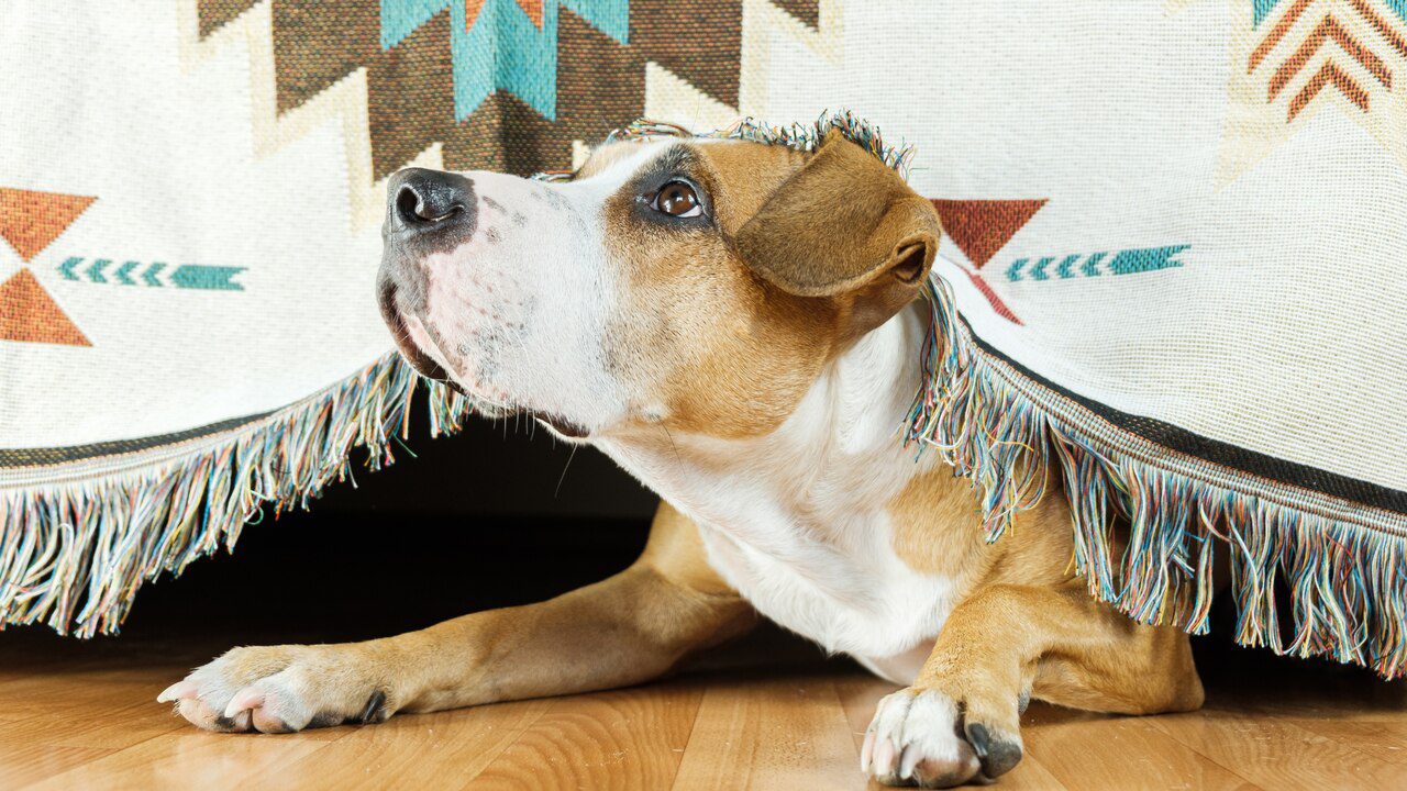 The 10 Things That Could Be Triggering Your Dog’s Anxiety