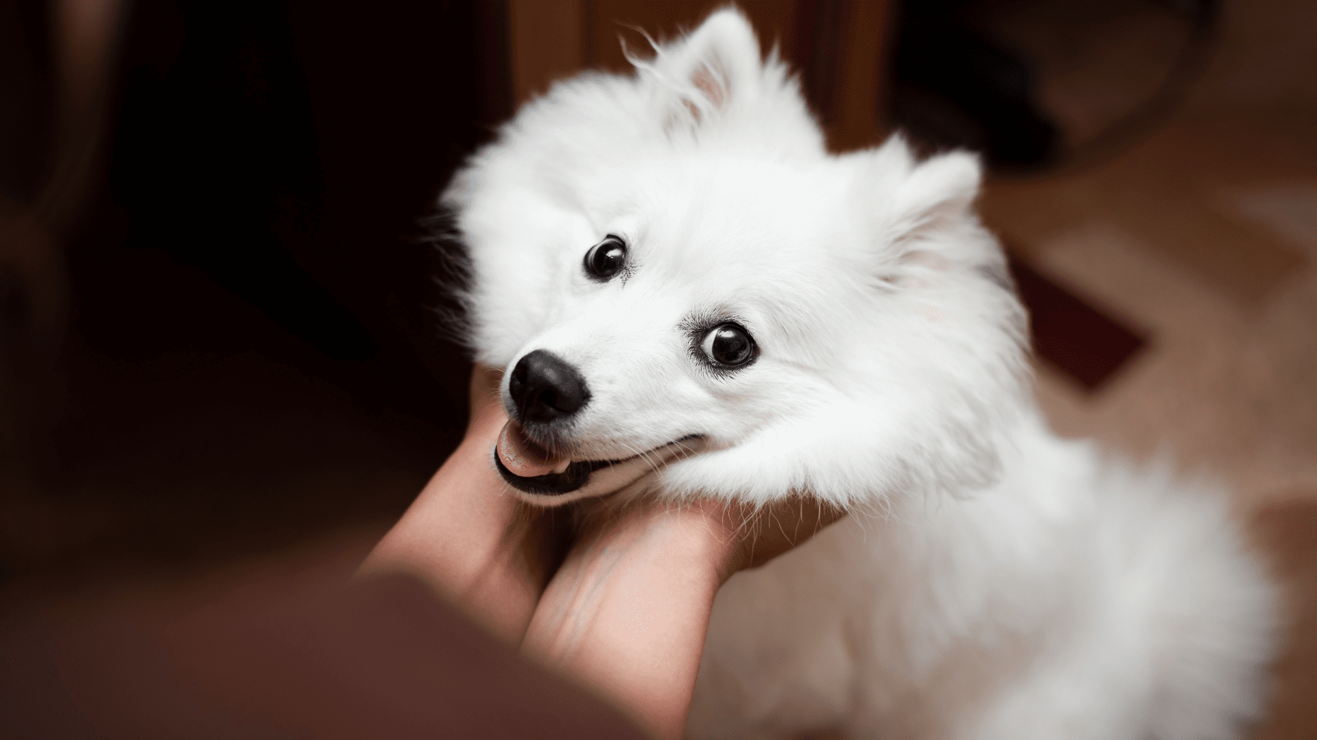 The 10 Things Your Dogs Been Trying to Tell You