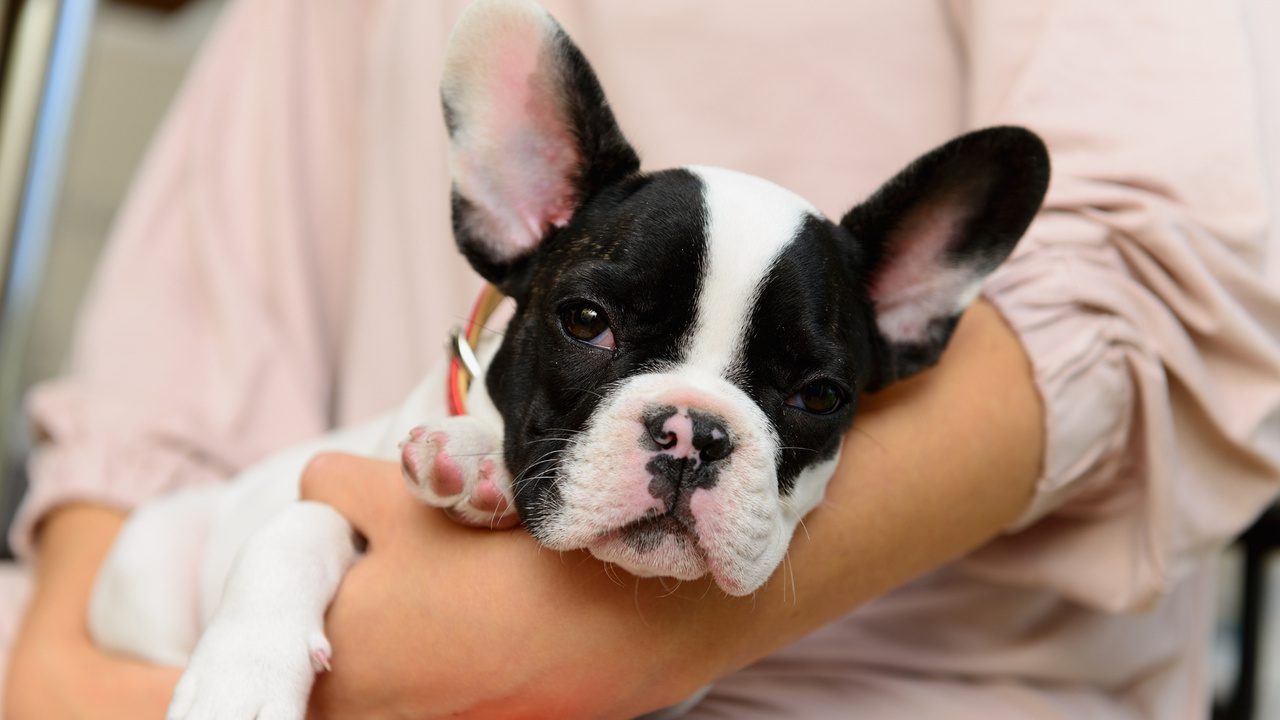 The 10 Warning Signs Your Dog Might Be Under Parasite Attack