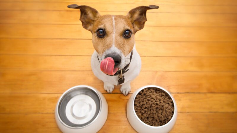 The 10 Worst Ingredients Hiding in Your Dog's Food