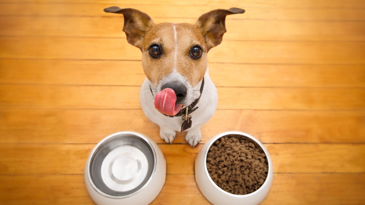 The 10 Worst Ingredients Hiding in Your Dog's Food