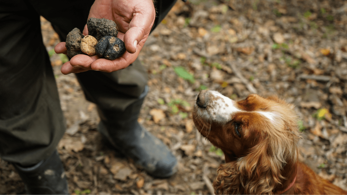 Truffle Hunters